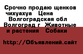 Срочно продаю щенков чихуахуа › Цена ­ 3 000 - Волгоградская обл., Волгоград г. Животные и растения » Собаки   